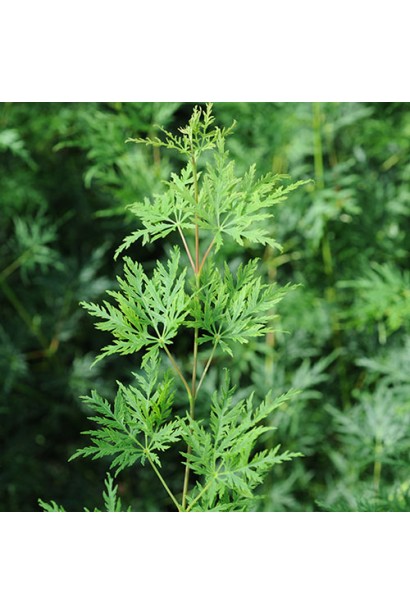 Декоративний японський клен з різьбленим листям